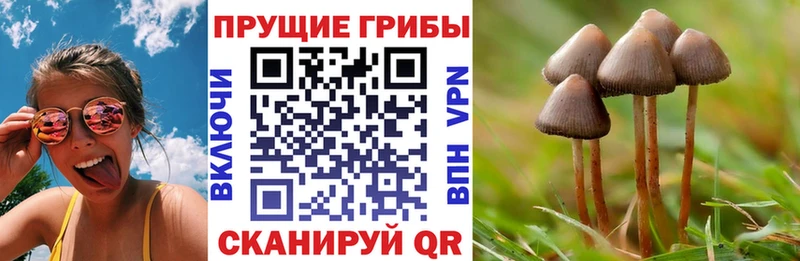 Псилоцибиновые грибы Psilocybe Хадыженск